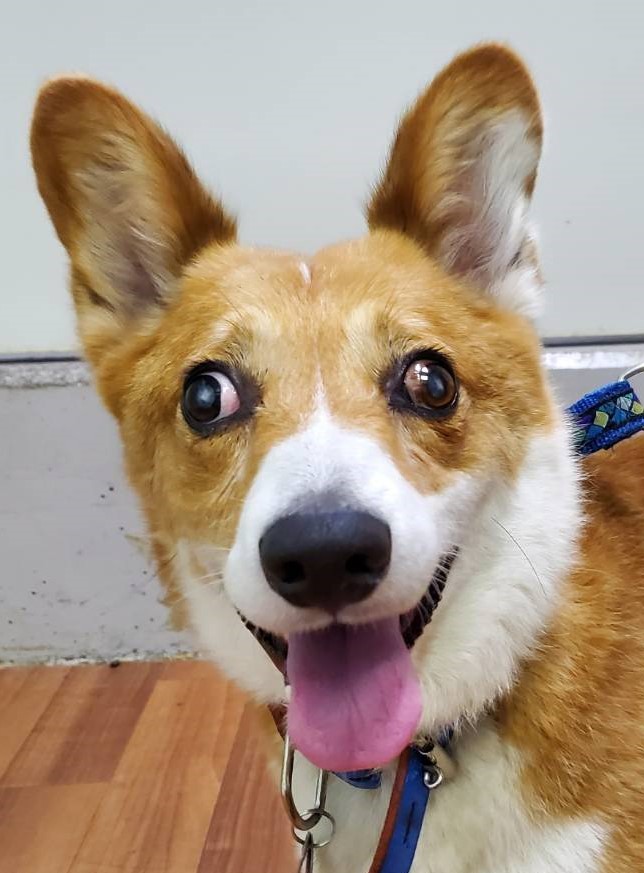 犬 こうべ動物共生センター