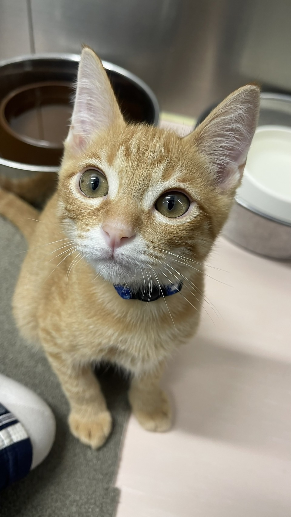 譲渡猫 – こうべ動物共生センター